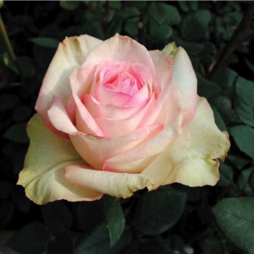 Rosa Esperance