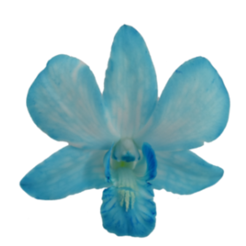 Flor Sanan Blue