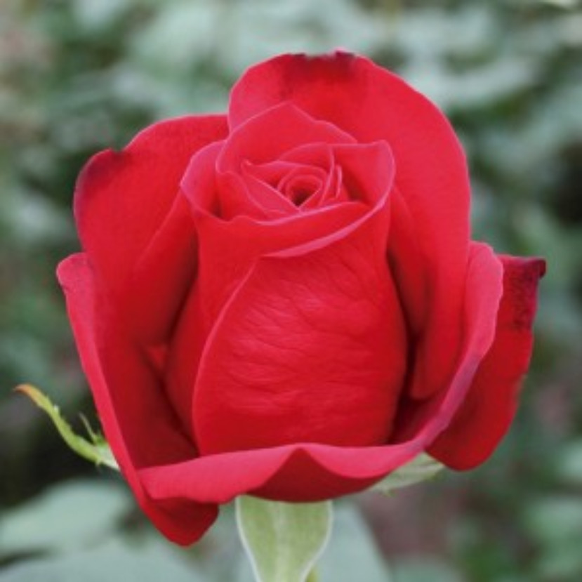 Rosa vermelha Freedom