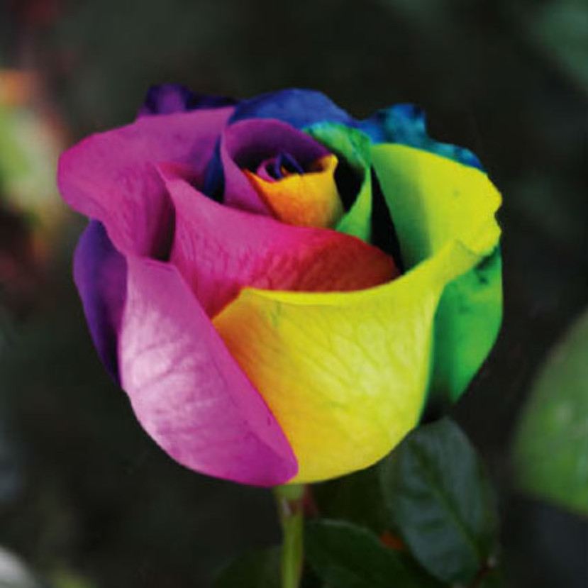 Rosa tinturada Rainbow Magic