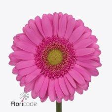 Gérbera mini rosa